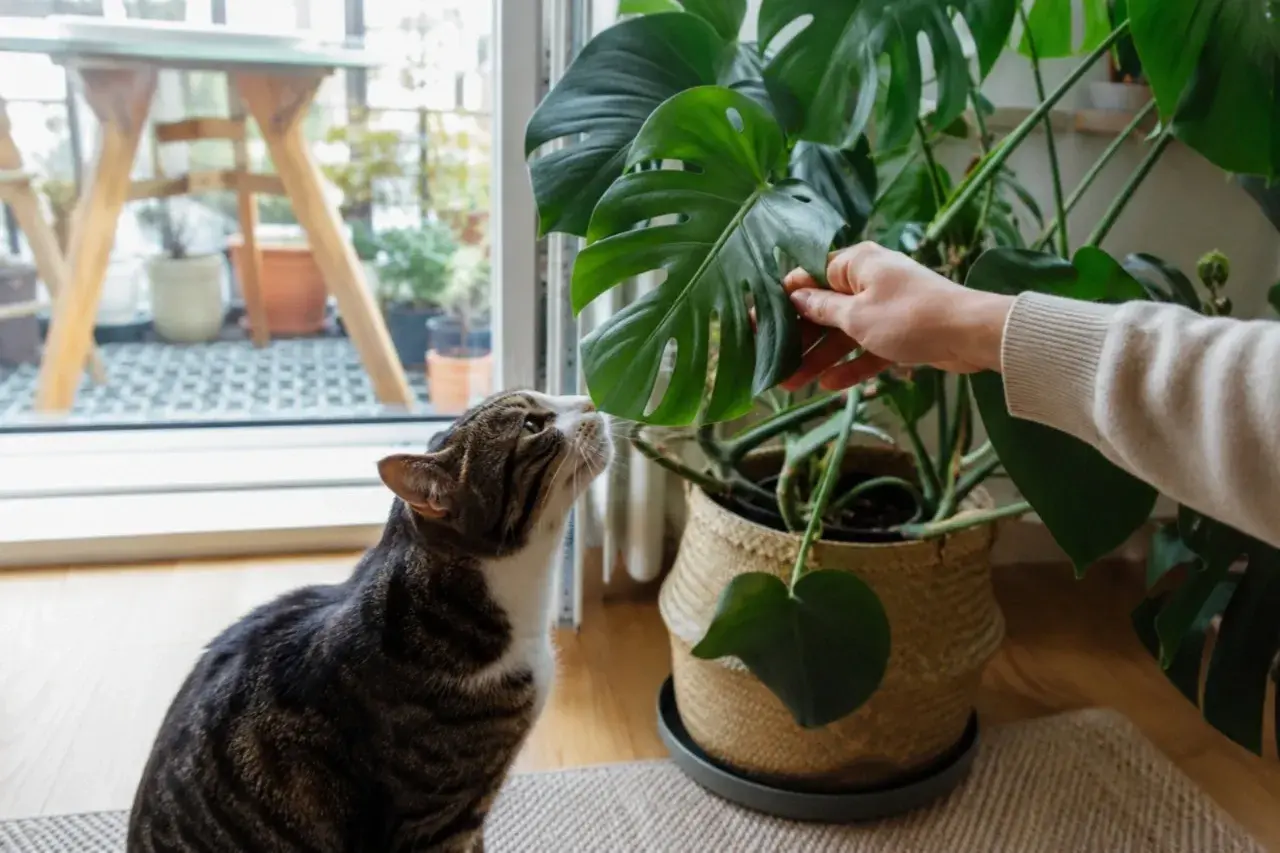 Kot ciekawski wącha liść monstery, zastanawiając się, czy monstera jest trująca dla kota.