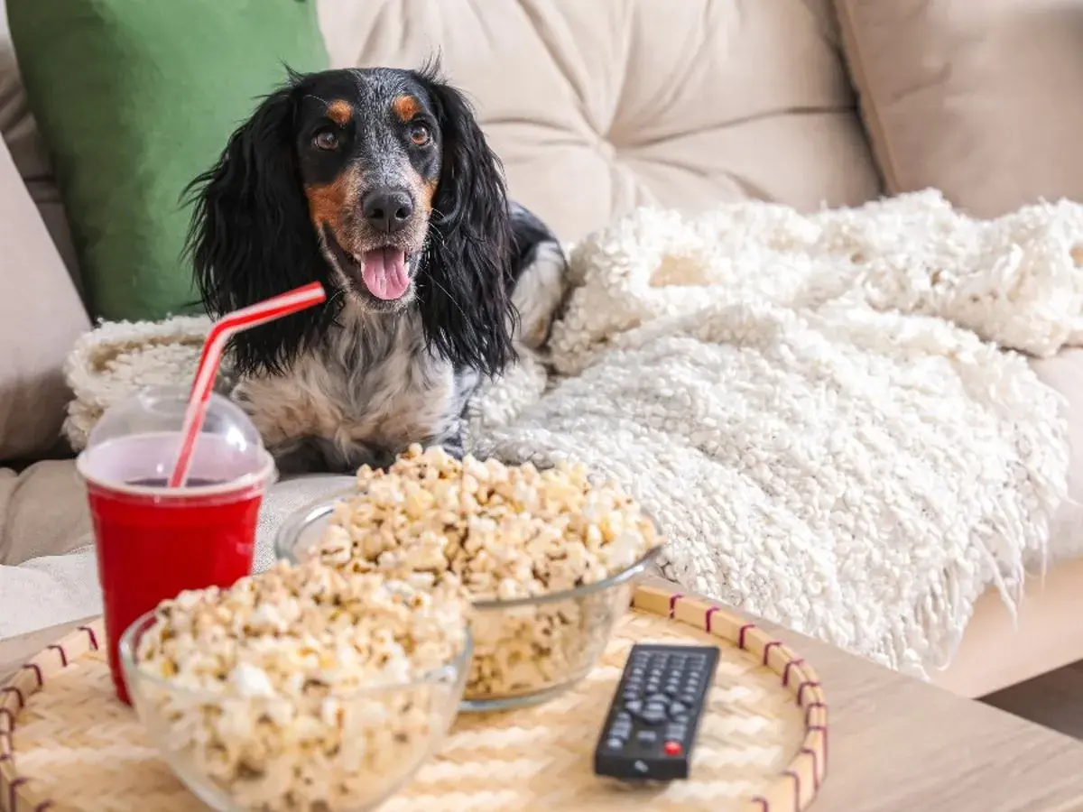 Pies na kanapie z popcornem i napojem. Czy pies może jeść popcorn? Ten słodki piesek wygląda, jakby chciał się dowiedzieć.