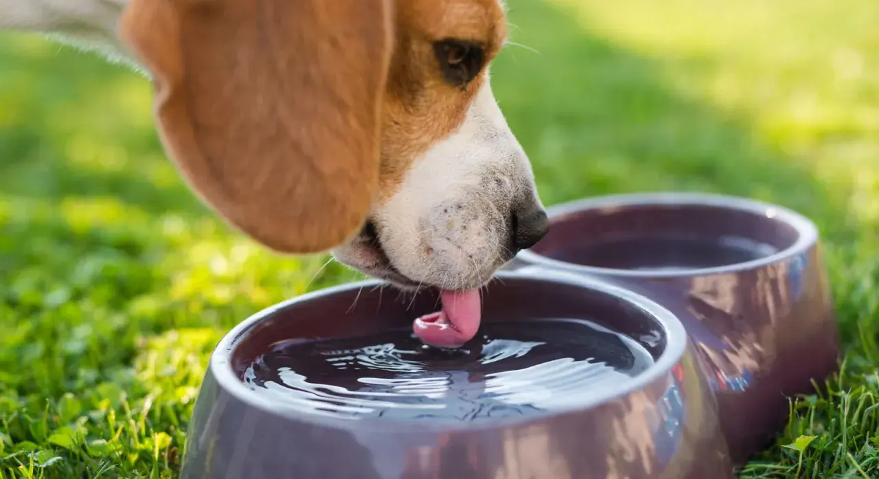 Beagle pije wodę z miski, jego język tworzy fale. Czy to oznaka polidypsji?