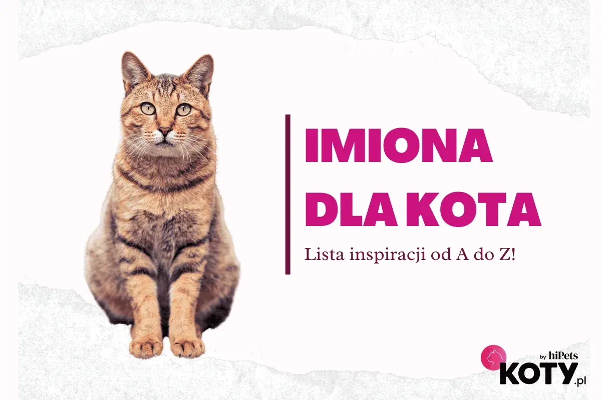 Uroczy kotek czeka na słodkie imiona dla kotki. Lista inspiracji od A do Z!