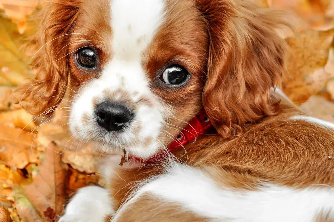 Słodki Cavalier King Charles Spaniel w jesiennych liściach. Jego oczy są jak czarne koraliki, gotowe na test Schirmera.