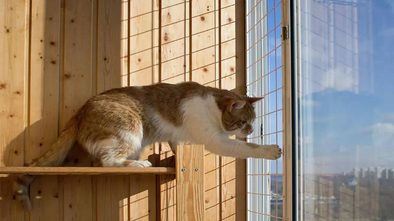 Jak zabezpieczyć balkon dla kota bez siatki: 5 skutecznych sposobów