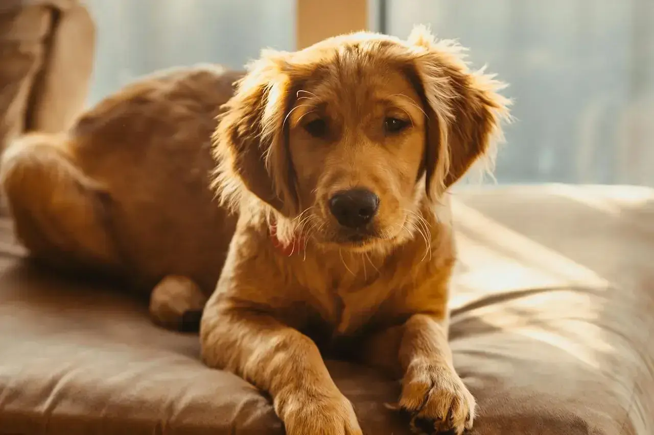 Złocisty retriever leży na kanapie. Czy pies może jeść orzeszki ziemne? Ten słodki szczeniak wygląda, jakby zastanawiał się nad tym pytaniem.