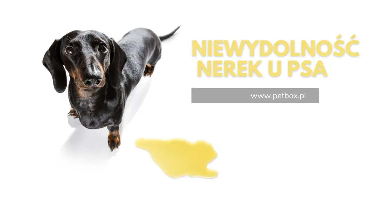 Jamnik z plamką moczu obok. Napis "Niewydolność nerek u psa" sugeruje, że Nefroloxan może pomóc w tej dolegliwości.