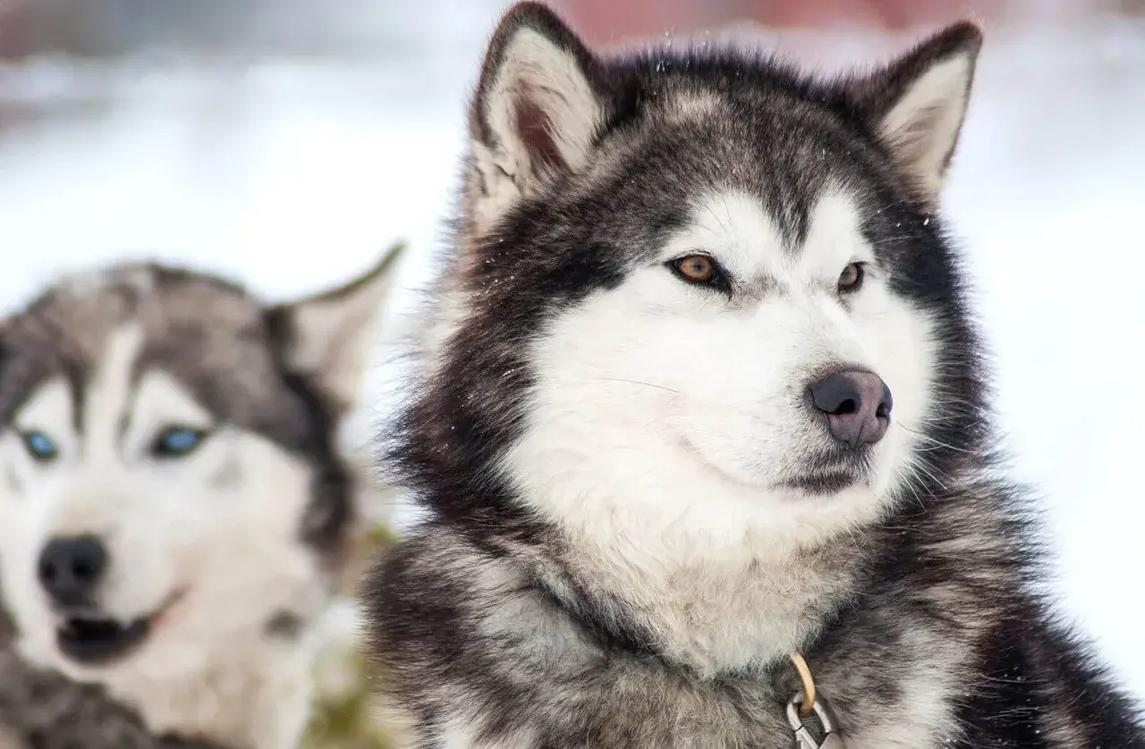 Jak wytresować husky - 7 sprawdzonych metod na posłusznego psa