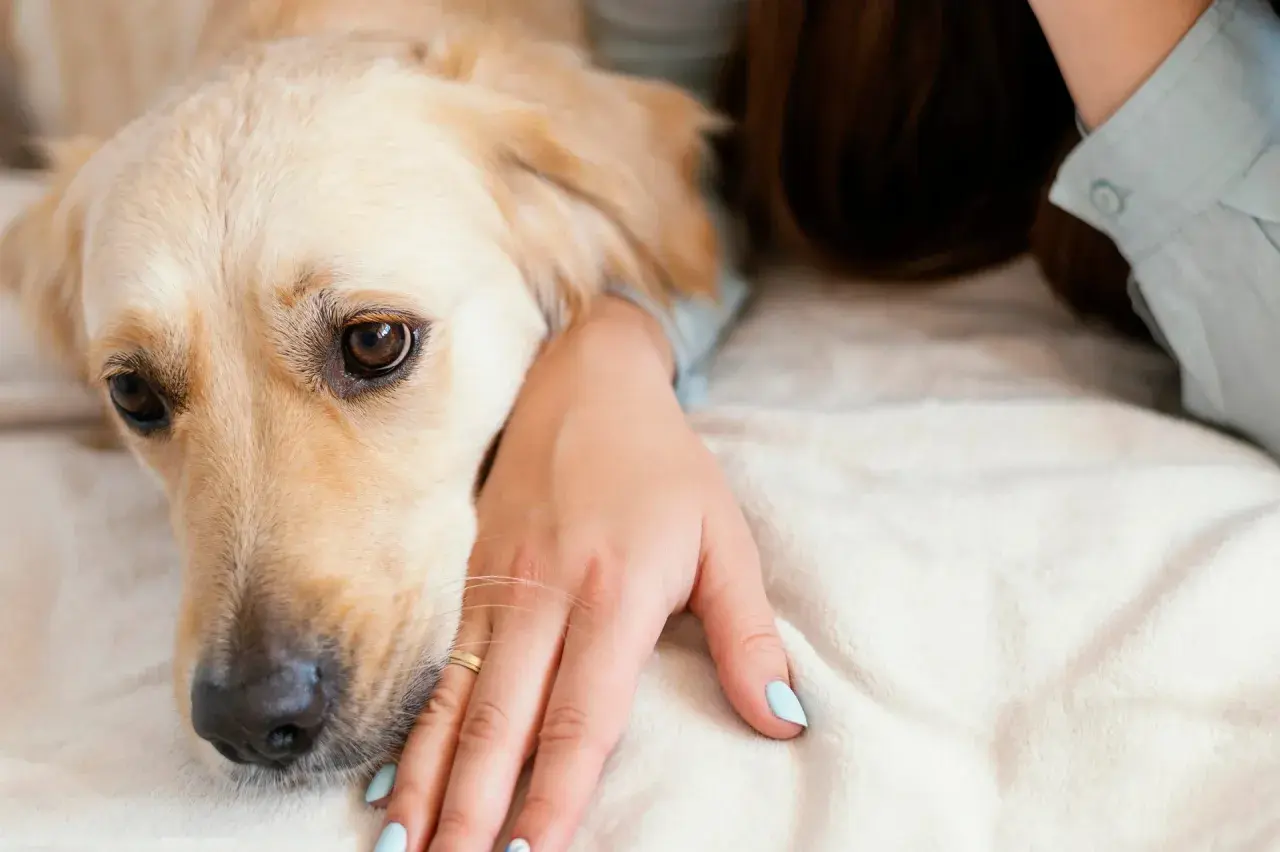 Złoty retriever leży obok swojej pani, która delikatnie głaszcze go po głowie. Pies wygląda na zmęczonego, być może potrzebuje antybiotyku dla psa.