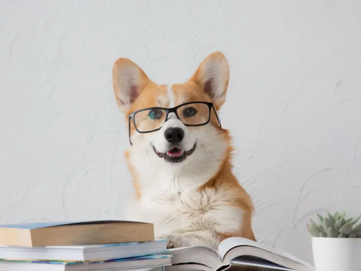 Inteligentny corgi w okularach, otoczony książkami, zgłębia tajniki kynologii.