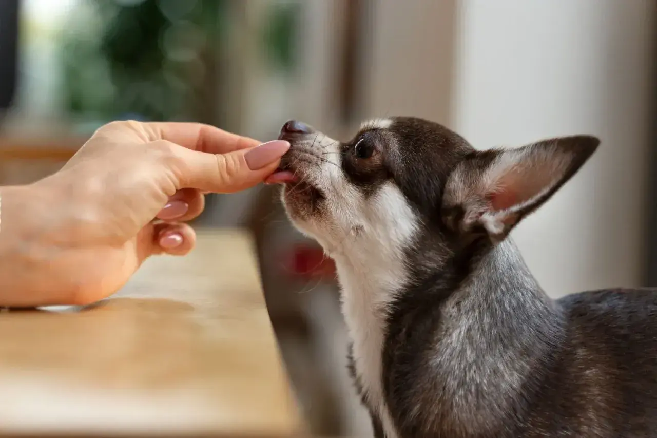Chihuahua zjada smakołyk z ręki, być może to cimalgex dla psa.