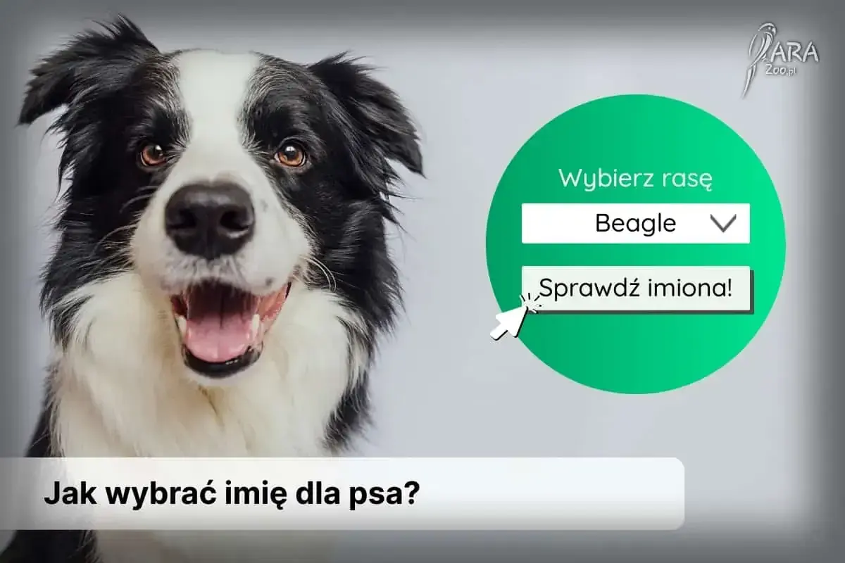 Uroczy border collie zachęca do wyboru rasy i sprawdzenia imion na literę H.
