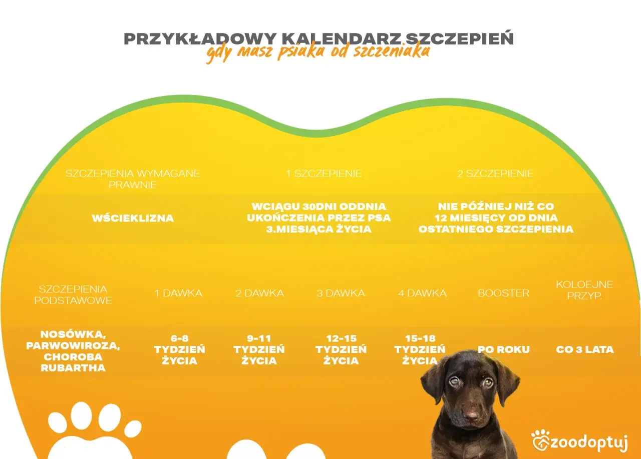 Kalendarz szczepień psa: wścieklizna po terminie, podstawowe szczepienia i dawki przypominające. Piesek czeka na opiekę.