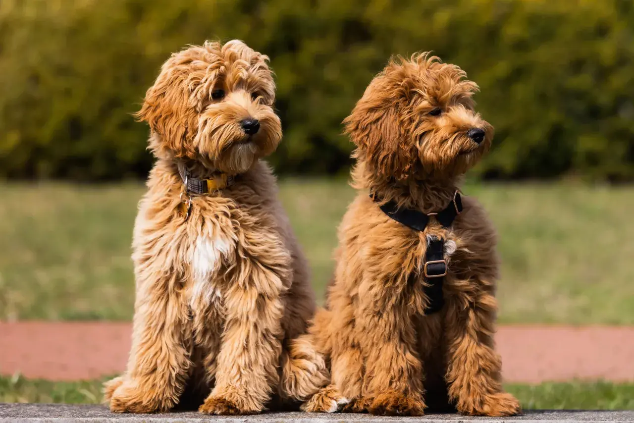 Dwa urocze szczenięta labradoodle siedzą obok siebie. Zastanawiasz się nad labradoodle cena?