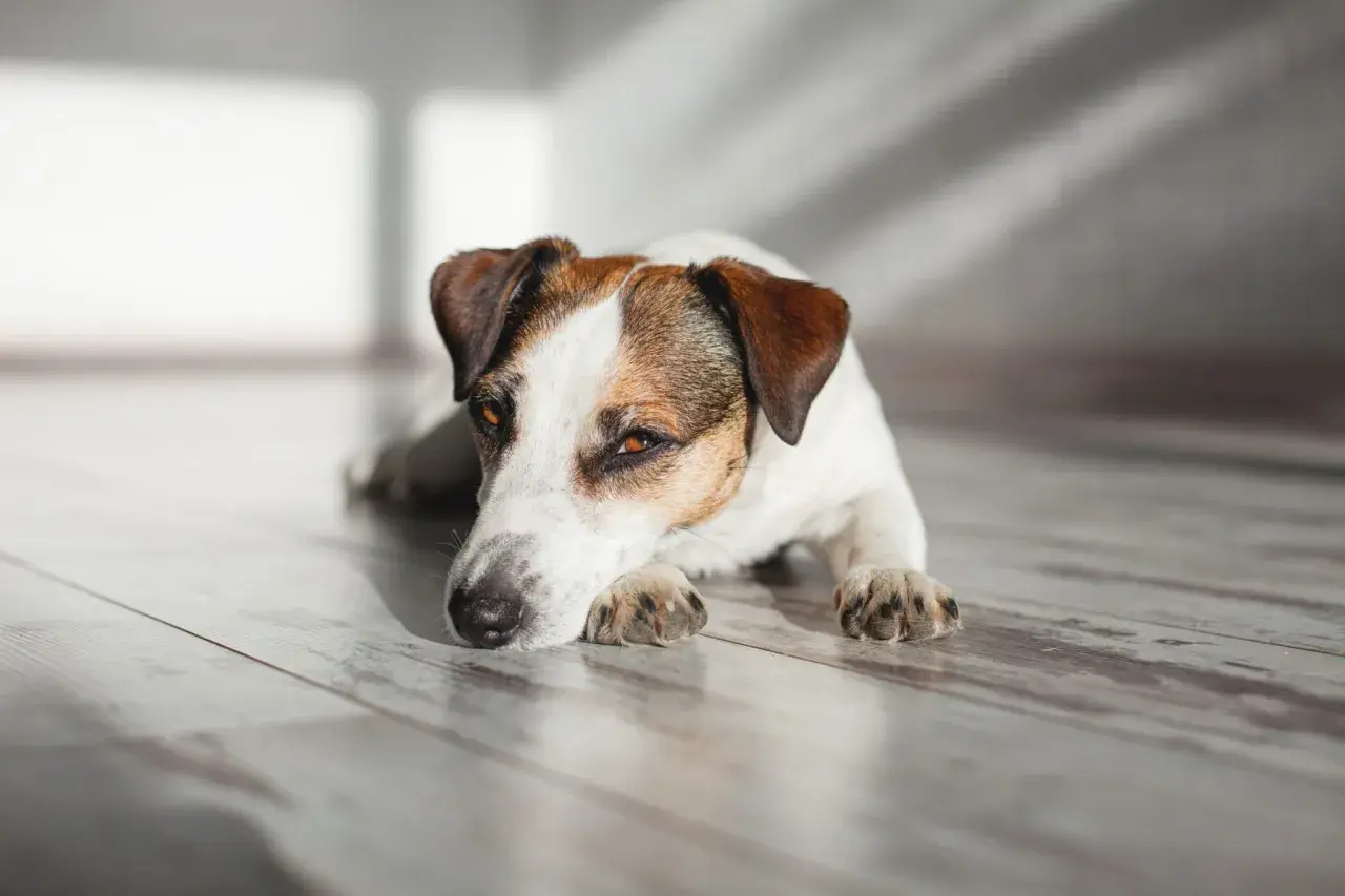 Jack Russell terrier odpoczywa na drewnianej podłodze, jego oczy patrzą w dal. Może to być moment zadumy przed kolejną wizytą u weterynarza, ale teraz jest czas na relaks. #diarvet