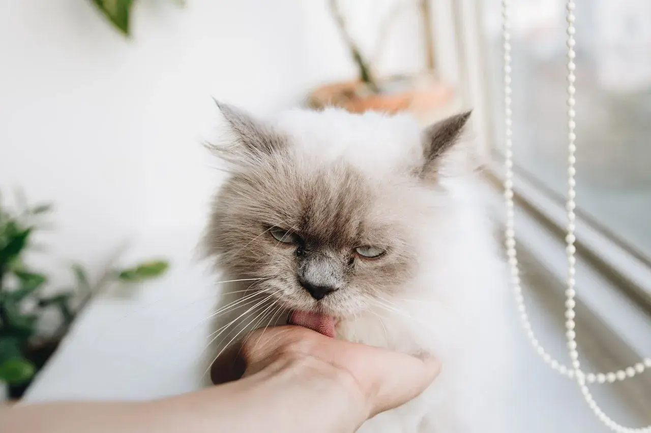 Puszysty kotek o imieniu Czaruś liże dłoń.