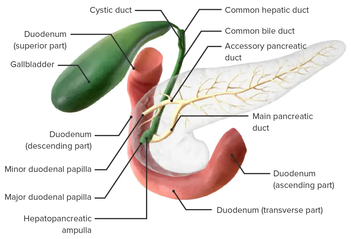 Anatomia trzustki i dróg żółciowych, kluczowa dla zrozumienia przyczyn przewlekłego zapalenia trzustki.