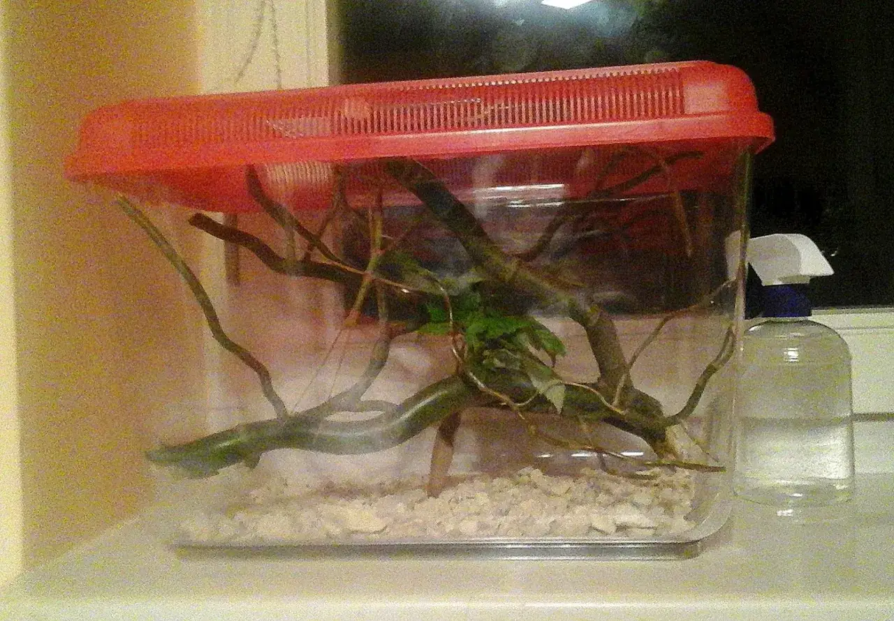 Patyczaki Terrarium z gałązkami i liśćmi, gotowe do zamieszkania. Obok butelka z atomizerem.