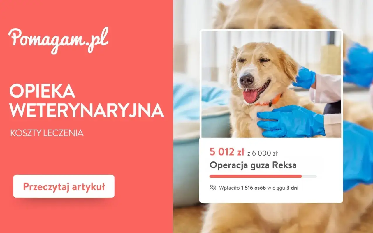 Uśmiechnięty pies podczas badania weterynaryjnego. Zbiórka na operację guza Reksa, koszt badania psa to 6000 zł.