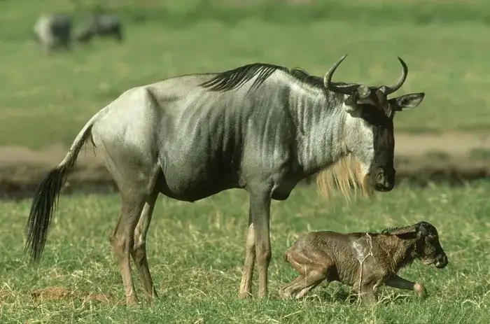Zdjęcie Czym się żywi antylopa gnu? Odkryj jej tajemnice diety i nawyków