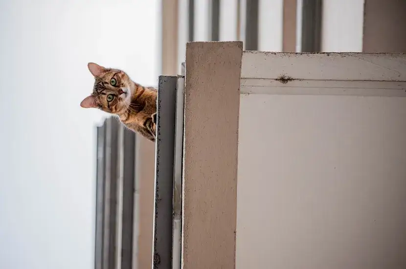 Zdjęcie Jak zabezpieczyć balkon dla kota bez siatki: 5 skutecznych sposobów