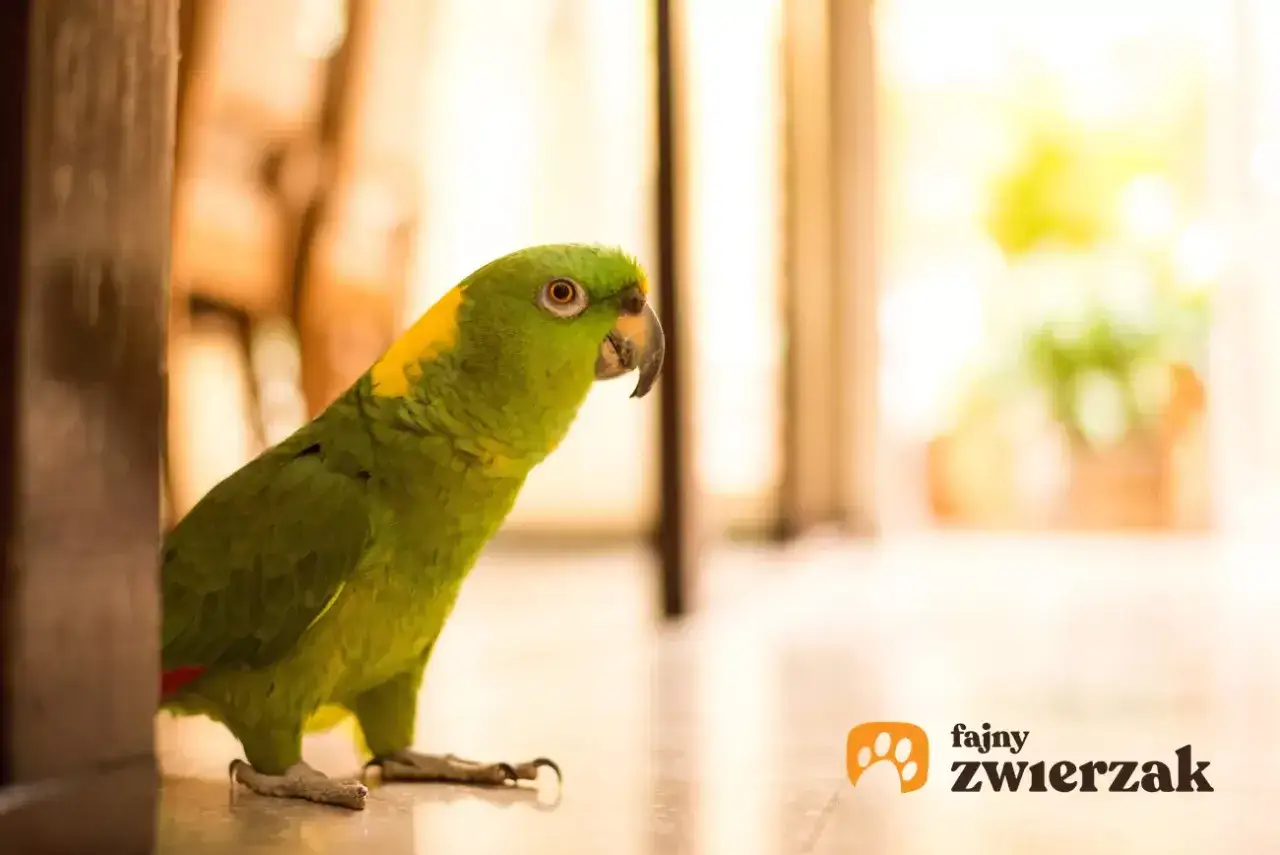 Zielona papuga z żółtą plamą na głowie, szuka imiona dla papug.