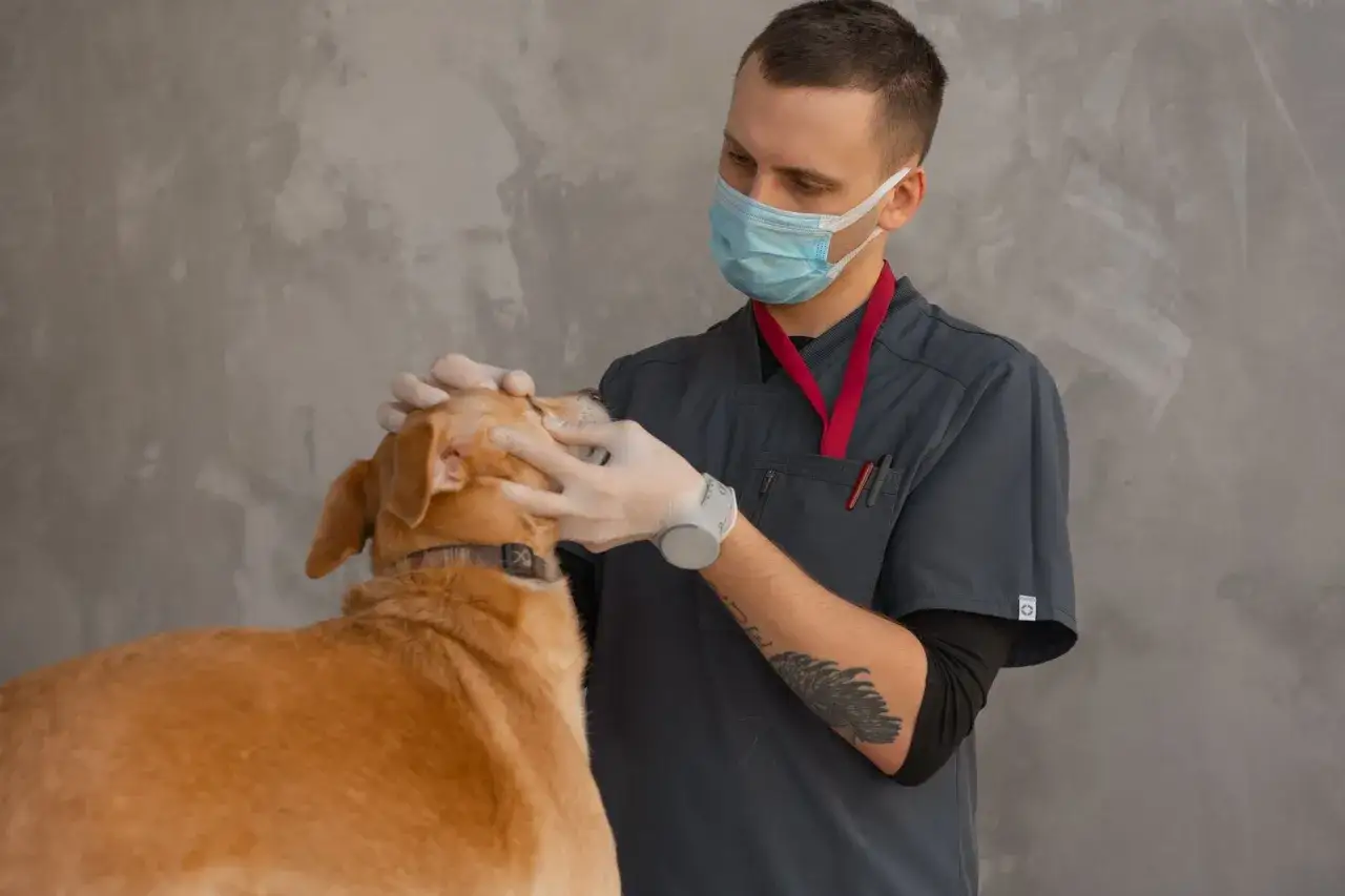 Weterynarz w masce bada oczy psa. Może to być związane z diagnostyką białkomoczu.