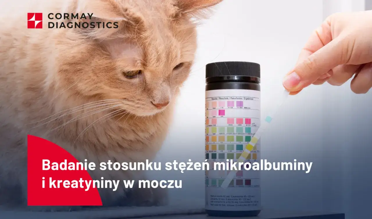Badanie stosunku mikroalbuminy do kreatyniny w moczu kota. Test paskowy do analizy.