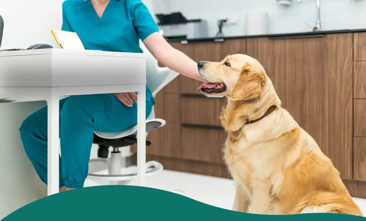 Złoty retriever siedzi obok weterynarza, który głaszcze go po głowie. Pies wygląda na zrelaksowanego, jakby czekał na podanie ornipural.