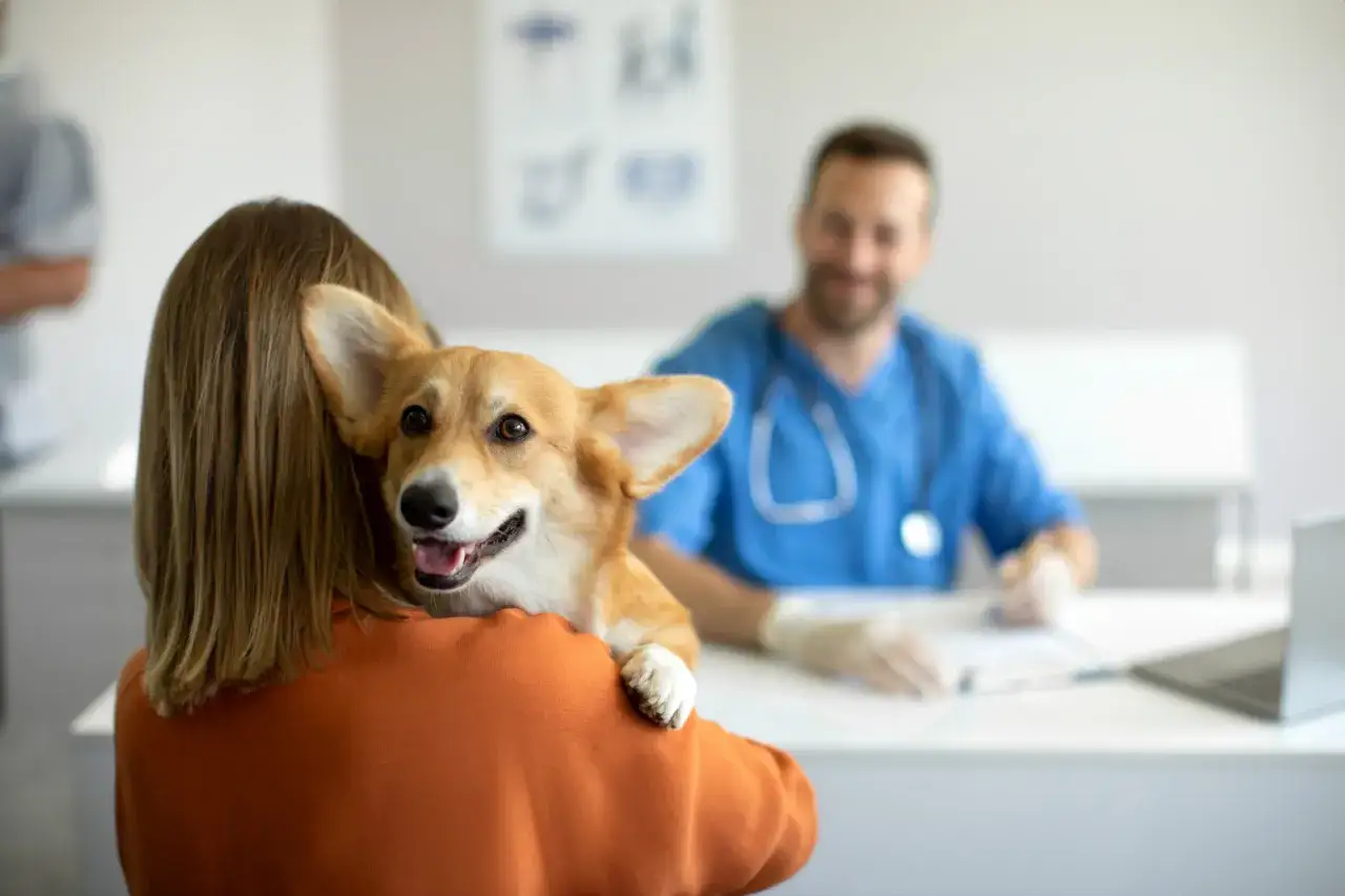 Ukochany corgi na rękach właścicielki w gabinecie weterynaryjnym. Weterynarz przygotowuje zastrzyk, być może cimalgex dla psa.