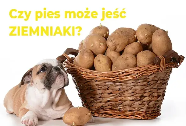 Zdjęcie Czy pies może jeść ziemniaki? Poznaj fakty i zagrożenia