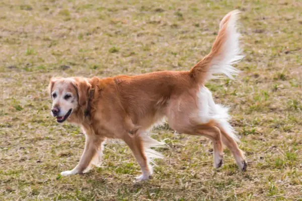 Złoty retriever z dysplazją porusza się po trawie, jego ogon uniesiony w górę.